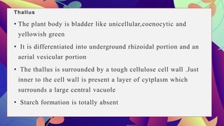 Thallus
• The plant body is bladder like unicellular,coenocytic and
yellowish green
• It is differentiated into underground rhizoidal portion and an
aerial vesicular portion
• The thallus is surrounded by a tough cellulose cell wall .Just
inner to the cell wall is present a layer of cytplasm which
surrounds a large central vacuole
• Starch formation is totally absent
 
