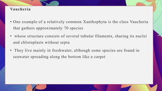 Vaucheria
• One example of a relatively common Xanthophyta is the class Vaucheria
that gathers approximately 70 species
• whose structure consists of several tubular filaments, sharing its nuclei
and chloroplasts without septa
• They live mainly in freshwater, although some species are found in
seawater spreading along the bottom like a carpet
 