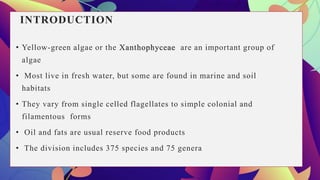 INTRODUCTION
• Yellow-green algae or the Xanthophyceae are an important group of
algae
• Most live in fresh water, but some are found in marine and soil
habitats
• They vary from single celled flagellates to simple colonial and
filamentous forms
• Oil and fats are usual reserve food products
• The division includes 375 species and 75 genera
 
