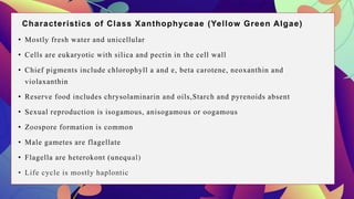 Characteristics of Class Xanthophyceae (Yellow Green Algae)
• Mostly fresh water and unicellular
• Cells are eukaryotic with silica and pectin in the cell wall
• Chief pigments include chlorophyll a and e, beta carotene, neoxanthin and
violaxanthin
• Reserve food includes chrysolaminarin and oils,Starch and pyrenoids absent
• Sexual reproduction is isogamous, anisogamous or oogamous
• Zoospore formation is common
• Male gametes are flagellate
• Flagella are heterokont (unequal)
• Life cycle is mostly haplontic
 