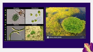 C l i c k h e r e t o a d d t o t h e t i t l e
 