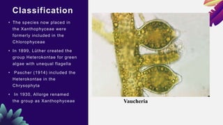Classification
• The species now placed in
the Xanthophyceae were
formerly included in the
Chlorophyceae
• In 1899, Lüther created the
group Heterokontae for green
algae with unequal flagella
• Pascher (1914) included the
Heterokontae in the
Chrysophyta
• In 1930, Allorge renamed
the group as Xanthophyceae Vaucheria
 