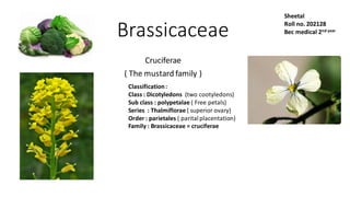 Brassicaceae
Cruciferae
( The mustard family )
Classification:
Class : Dicotyledons (two cootyledons)
Sub class : polypetalae ( Free petals)
Series : Thalmiflorae ( superior ovary)
Order : parietales ( paritalplacentation)
Family : Brassicaceae = cruciferae
Sheetal
Roll no. 202128
Bec medical 2nd year
 