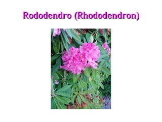 Rododendro (Rhododendron)Rododendro (Rhododendron)
 