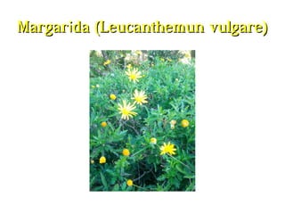 Margarida (Leucanthemun vulgare)Margarida (Leucanthemun vulgare)
 