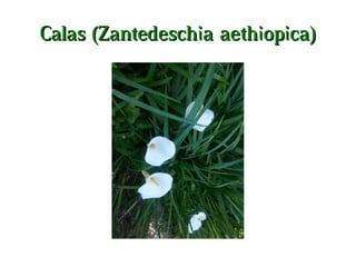 Calas (Zantedeschia aethiopica)Calas (Zantedeschia aethiopica)
 