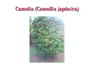 Camelia (Camellia japónica)Camelia (Camellia japónica)
 