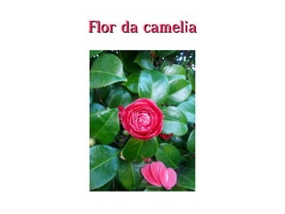 Flor da cameliaFlor da camelia
 