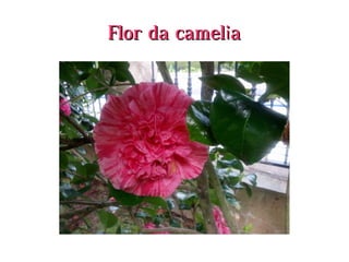 Flor da cameliaFlor da camelia
 