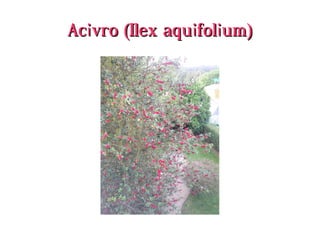 Acivro (Ilex aquifolium)Acivro (Ilex aquifolium)
 