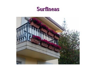 SurfíneasSurfíneas
 