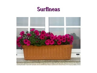 SurfíneasSurfíneas
 