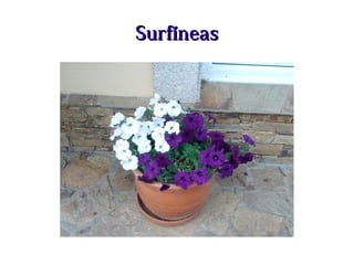 SurfíneasSurfíneas
 