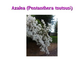 Azalea (Pentanthera tsutsusi)Azalea (Pentanthera tsutsusi)
 