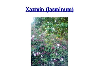 Xazmín (Jasminum)Xazmín (Jasminum)
 