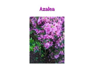 AzaleaAzalea
 