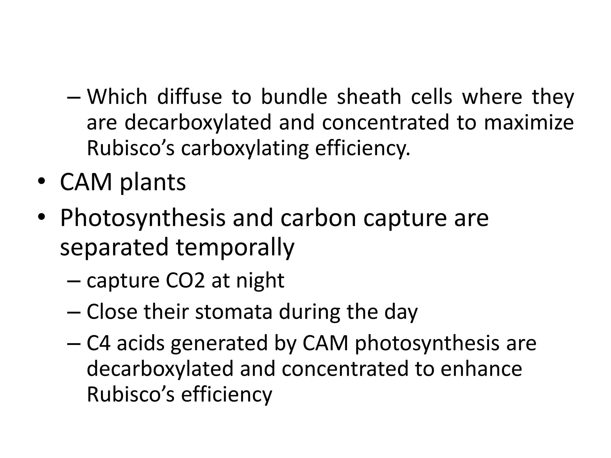 – Which diffuse to bundle sheath cells where they
are decarboxylated and concentrated to maximize
Rubisco’s carboxylating efficiency.
• CAM plants
• Photosynthesis and carbon capture are
separated temporally
– capture CO2 at night
– Close their stomata during the day
– C4 acids generated by CAM photosynthesis are
decarboxylated and concentrated to enhance
Rubisco’s efficiency
 
