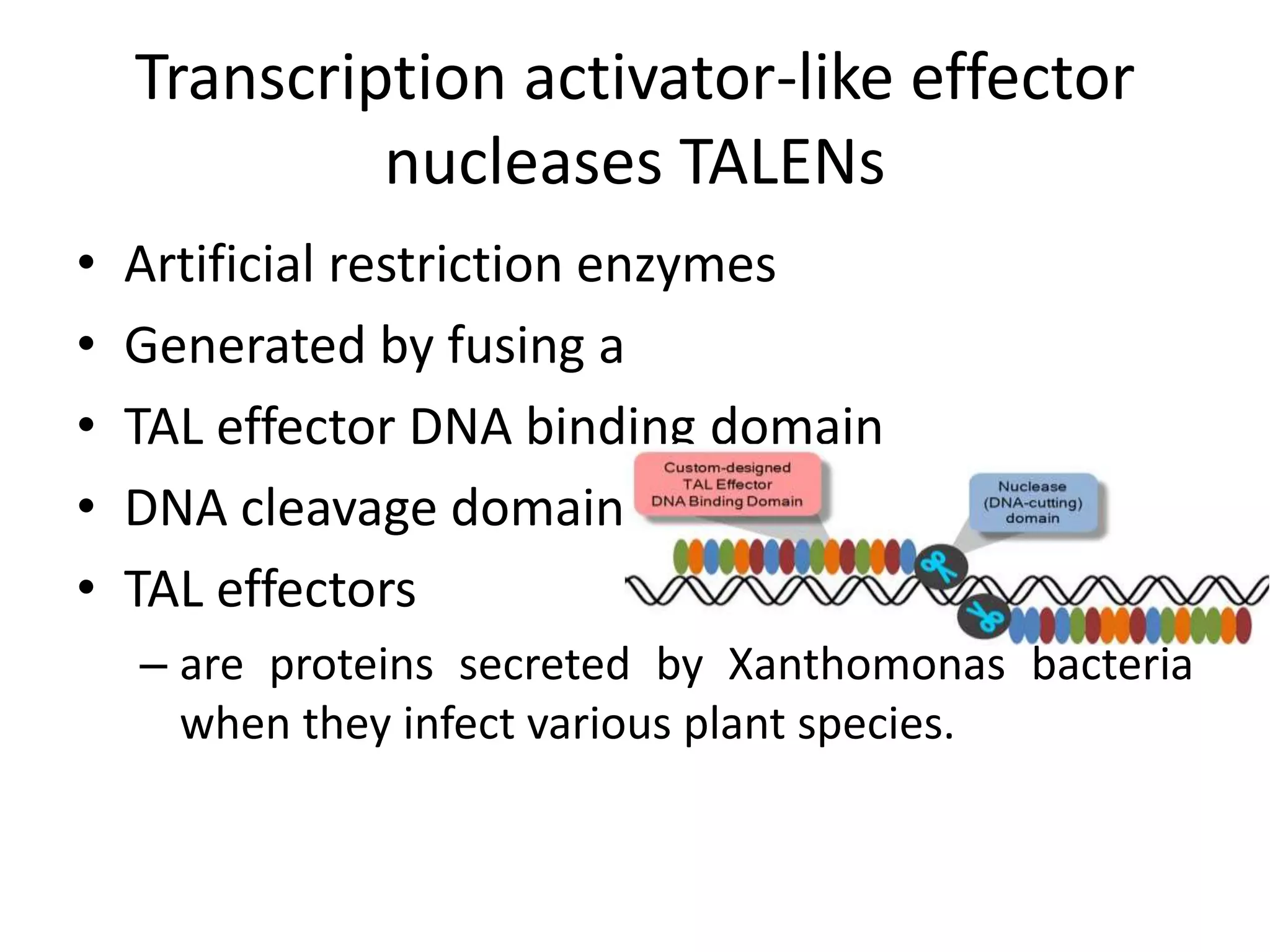 Transcription activator-like effector
nucleases TALENs
• Artificial restriction enzymes
• Generated by fusing a
• TAL effector DNA binding domain
• DNA cleavage domain.
• TAL effectors
– are proteins secreted by Xanthomonas bacteria
when they infect various plant species.
 