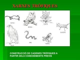 XARXES TRÒFIQUES CONSTRUCCIÓ DE CADENES TRÒFIQUES A PARTIR DELS CONEIXEMENTS PREVIS 