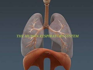 THE HUMAN RESPIRATORY 
SYSTEM 
THE HUMAN RESPIRATORY SYSTEM 
 
