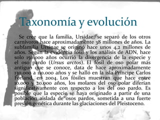 Taxonomía y evolución
Se cree que la familia, Ursidae, se separó de los otros
carnívoros hace aproximadamente 38 millones de años. La
subfamilia Ursinae se originó hace unos 4,2 millones de
años. Según la evidencia fósil y los análisis de ADN, hace
solo 150.000 años ocurrió la divergencia de la especie y
el oso pardo (Ursus arctos). El fósil de oso polar más
antiguo que se conoce, data de hace aproximadamente
130.000 a 110.000 años y se halló en la isla Príncipe Carlos
Forland, en 2004. Los fósiles muestran que hace entre
10.000 y 20.000 años, los molares del oso polar diferían
significativamente con respecto a los del oso pardo. Es
posible que la especie se haya originado a partir de una
población aislada de osos pardos, sometida a una fuerte
presión genética durante las glaciaciones del Pleistoceno.

 