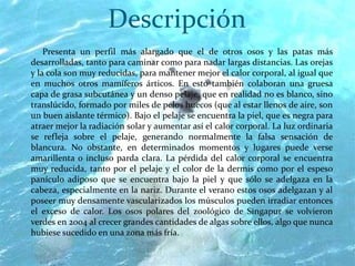 Descripción
Presenta un perfil más alargado que el de otros osos y las patas más
desarrolladas, tanto para caminar como para nadar largas distancias. Las orejas
y la cola son muy reducidas, para mantener mejor el calor corporal, al igual que
en muchos otros mamíferos árticos. En esto también colaboran una gruesa
capa de grasa subcutánea y un denso pelaje, que en realidad no es blanco, sino
translúcido, formado por miles de pelos huecos (que al estar llenos de aire, son
un buen aislante térmico). Bajo el pelaje se encuentra la piel, que es negra para
atraer mejor la radiación solar y aumentar así el calor corporal. La luz ordinaria
se refleja sobre el pelaje, generando normalmente la falsa sensación de
blancura. No obstante, en determinados momentos y lugares puede verse
amarillenta o incluso parda clara. La pérdida del calor corporal se encuentra
muy reducida, tanto por el pelaje y el color de la dermis como por el espeso
panículo adiposo que se encuentra bajo la piel y que sólo se adelgaza en la
cabeza, especialmente en la nariz. Durante el verano estos osos adelgazan y al
poseer muy densamente vascularizados los músculos pueden irradiar entonces
el exceso de calor. Los osos polares del zoológico de Singapur se volvieron
verdes en 2004 al crecer grandes cantidades de algas sobre ellos, algo que nunca
hubiese sucedido en una zona más fría.

 