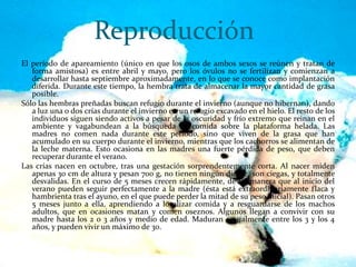 Reproducción
El período de apareamiento (único en que los osos de ambos sexos se reúnen y tratan de
forma amistosa) es entre abril y mayo, pero los óvulos no se fertilizan y comienzan a
desarrollar hasta septiembre aproximadamente, en lo que se conoce como implantación
diferida. Durante este tiempo, la hembra trata de almacenar la mayor cantidad de grasa
posible.
Sólo las hembras preñadas buscan refugio durante el invierno (aunque no hibernan), dando
a luz una o dos crías durante el invierno en un refugio excavado en el hielo. El resto de los
individuos siguen siendo activos a pesar de la oscuridad y frío extremo que reinan en el
ambiente y vagabundean a la búsqueda de comida sobre la plataforma helada. Las
madres no comen nada durante este periodo, sino que viven de la grasa que han
acumulado en su cuerpo durante el invierno, mientras que los cachorros se alimentan de
la leche materna. Esto ocasiona en las madres una fuerte pérdida de peso, que deben
recuperar durante el verano.
Las crías nacen en octubre, tras una gestación sorprendentemente corta. Al nacer miden
apenas 30 cm de altura y pesan 700 g, no tienen ningún diente, son ciegas, y totalmente
desvalidas. En el curso de 5 meses crecen rápidamente, de tal manera que al inicio del
verano pueden seguir perfectamente a la madre (ésta está extraordinariamente flaca y
hambrienta tras el ayuno, en el que puede perder la mitad de su peso inicial). Pasan otros
5 meses junto a ella, aprendiendo a localizar comida y a resguardarse de los machos
adultos, que en ocasiones matan y comen oseznos. Algunos llegan a convivir con su
madre hasta los 2 o 3 años y medio de edad. Maduran sexualmente entre los 3 y los 4
años, y pueden vivir un máximo de 30.

 