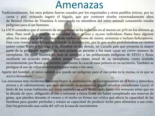 Amenazas

Tradicionalmente, los osos polares fueron cazados por los esquimales y otros pueblos árticos, por su
carne y piel, evitando ingerir el hígado, que por contener niveles extremadamente altos
de Retinol (forma de Vitamina A encontrada en miembros del reino animal) consumirlo resulta
peligroso para el ser humano.
La UICN considera que el número de osos polares se ha reducido en al menos un 30% en los últimos 45
años. Para 2008 la población se calculaba entre 20.000 y 25.000 individuos. Hasta hace algunos
años, los osos polares se cazaban desde embarcaciones de motor, avionetas e incluso helicópteros.
Esta caza masiva puso la especie al borde de la extinción, por lo que acabó prohibiéndose en ciertos
países como Rusia o Noruega y regulándose en los demás, en Canadá país que presenta la mayor
parte de la población mundial de osos polares se permite a los inuit cazar un cierto número de
ejemplares. De igual manera en 2010 se autorizó a las poblaciones indígenas de EEUU y Rusia
mediante un acuerdo entre ambos países una cuota anual de 29 ejemplares, cuota anulada
recientemente por Rusia que prohíbe totalmente la caza de osos polares en su territorio. También se
persigue el uso de cebos envenenados para matar a los osos.
Aparte del hombre, el único animal que puede ser peligroso para el oso polar es la morsa, si es que se
acerca demasiado.
Las amenazas más modernas las constituyen la acumulación de contaminantes en el hielo y atmósfera
árticos y el calentamiento que está afectando su ecosistema. Según estudios canadienses (2005) el
hielo de las zonas habitadas por estos animales se está derritiendo hasta tres semanas antes que en
la década de 1970, obligando al oso a retirarse a tierra firme sin haber completado sus reservas de
grasa, que pierden durante el verano y el otoño en forma tan crítica que afecta la capacidad de las
hembras para quedar preñadas y minan su capacidad de producir leche para alimentar a sus crías.
Esto ha provocado una caída del 15% en la tasa de nacimientos.

 