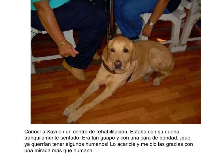 Xavi, un perro lazarillo.