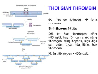 THỜI GIAN THROMBIN
Đo mức độ fibrinogen  fibrin
monomer
Bình thường:15 giây
Dài (> 5s): fibrinogren giảm
<80mg/dL hay rối loạn chức năng
fibrinogen; dùng heparin, hiện diện
sản phẩm thoái hóa fibrin, hay
fibrinogen.
Ngắn : fibrinogen > 400mg/dL.
 