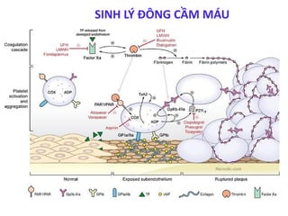 SINH LÝ ĐÔNG CẦM MÁU
 