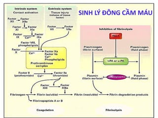 SINH LÝ ĐÔNG CẦM MÁU
 