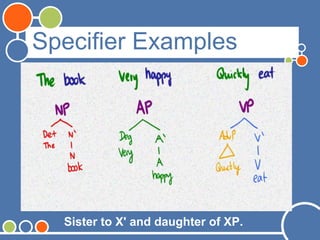 Specifier Examples
Sister to X' and daughter of XP.
 