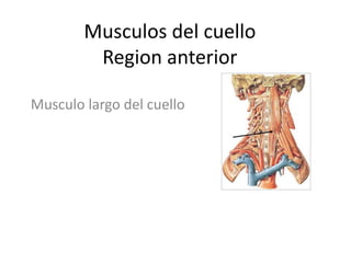 Musculos del cuello
Region anterior
Musculo largo del cuello
 