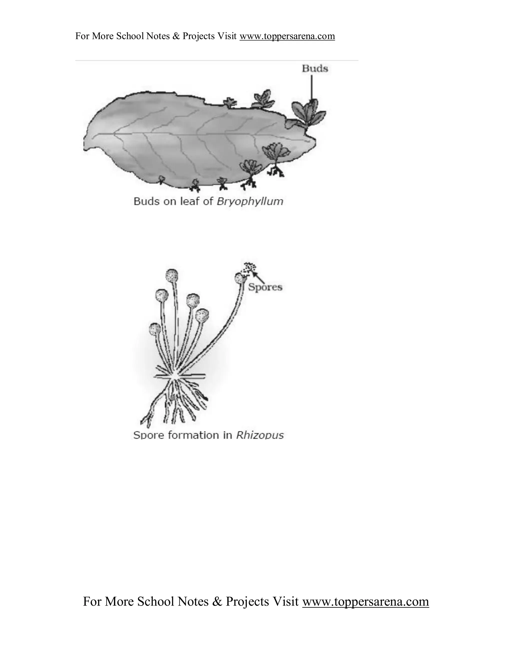 X biology full notes chapter 3 | PDF