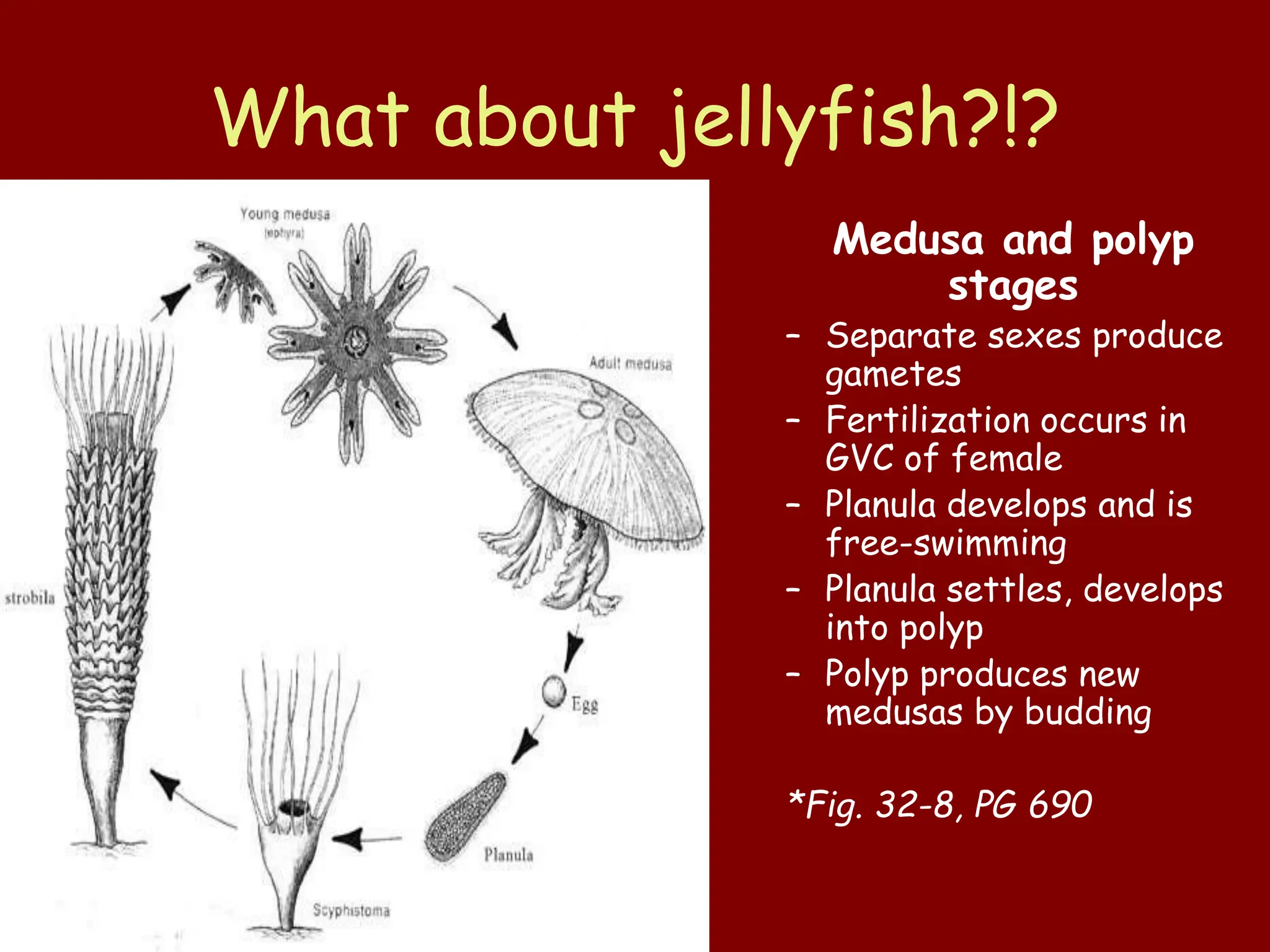 Phylum_Cnidaria-Phylum_Cnidaria-Phylum_Cnidaria.ppt