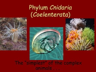 Phylum Cnidaria
(Coelenterata)
The “simplest” of the complex
animals . . .
 