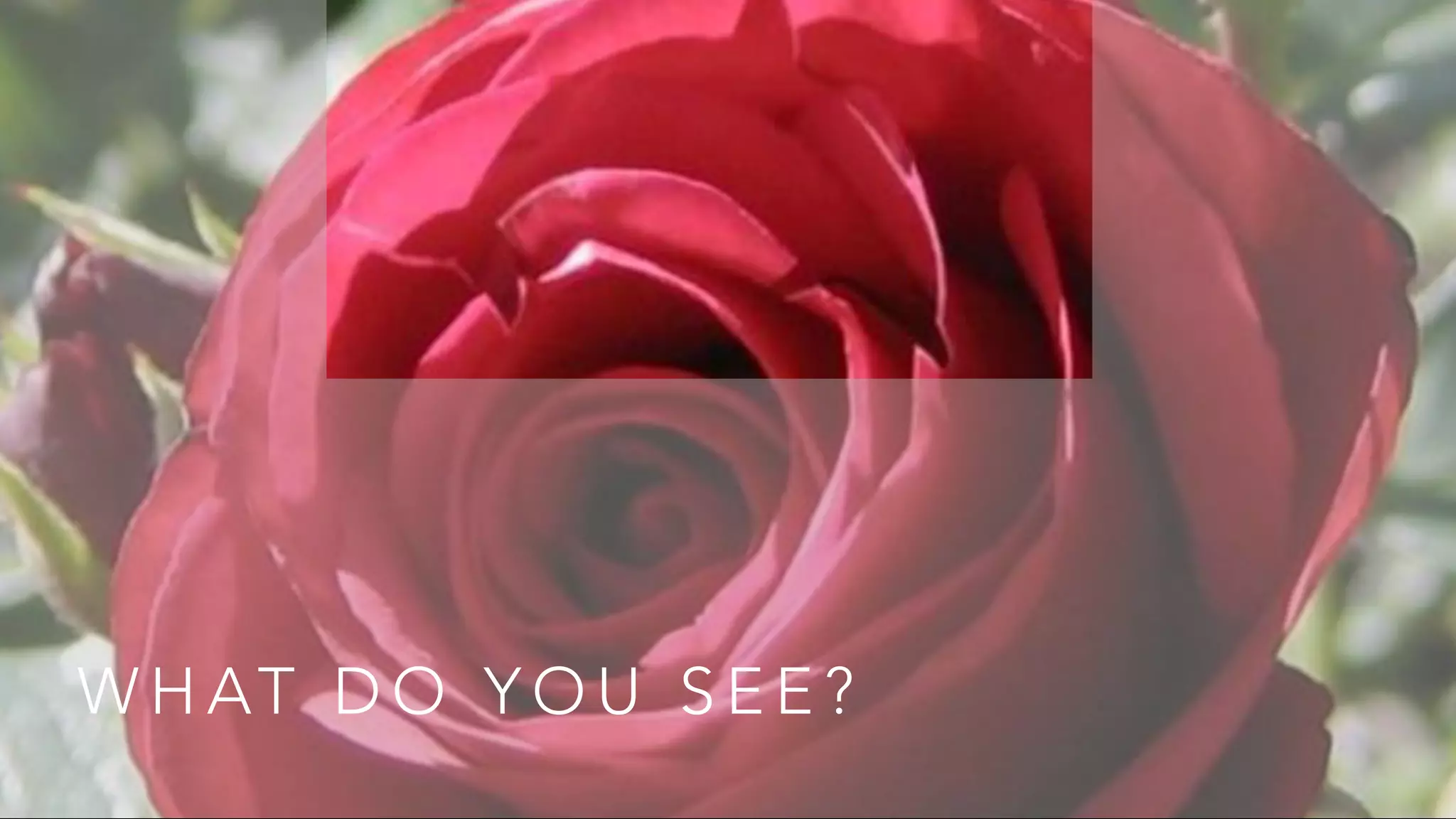 W H AT D O Y O U S E E ?
 