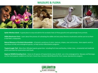 Xcaret unlimited experience | PPT