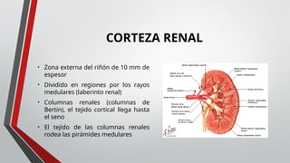 Análisis del Sistema urinario, ensayo clínico | PPTX