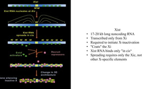 X chromosome inactivation final (1) (1).pptx