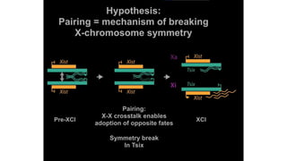 X chromosome inactivation final (1) (1).pptx