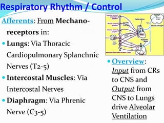 Respiratory Rhythm / Control
Afferents: From Mechano-
receptors in:
 Lungs: Via Thoracic
Cardiopulmonary Splanchnic
Nerves (T2-5)
 Intercostal Muscles: Via
Intercostal Nerves
 Diaphragm: Via Phrenic
Nerve (C3-5)
 Overview:
Input from CRs
to CNS and
Output from
CNS to Lungs
drive Alveolar
Ventilation
 