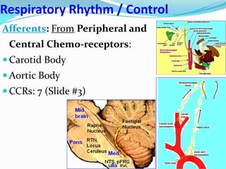 Respiratory Rhythm / Control
Afferents: From Peripheral and
Central Chemo-receptors:
 Carotid Body
 Aortic Body
 CCRs: 7 (Slide #3)
 