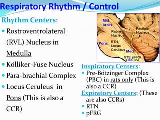 Respiratory Rhythm / Control
Rhythm Centers:
 Rostroventrolateral
(RVL) Nucleus in
Medulla
 Kölliker-Fuse Nucleus
 Para-brachial Complex
 Locus Ceruleus in
Pons (This is also a
CCR)
Inspiratory Centers:
 Pre-Bötzinger Complex
(PBC) in rats only (This is
also a CCR)
Expiratory Centers: (These
are also CCRs)
 RTN
 pFRG
 