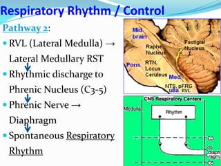 Respiratory Rhythm / Control
Pathway 2:
 RVL (Lateral Medulla) →
Lateral Medullary RST
 Rhythmic discharge to
Phrenic Nucleus (C3-5)
 Phrenic Nerve →
Diaphragm
 Spontaneous Respiratory
Rhythm
 