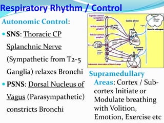 Respiratory Rhythm / Control
Autonomic Control:
 SNS: Thoracic CP
Splanchnic Nerve
(Sympathetic from T2-5
Ganglia) relaxes Bronchi
 PSNS: Dorsal Nucleus of
Vagus (Parasympathetic)
constricts Bronchi
Supramedullary
Areas: Cortex / Sub-
cortex Initiate or
Modulate breathing
with Volition,
Emotion, Exercise etc
 