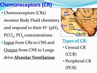 Chemoreceptors (CR)
 Chemoreceptors (CRs)
monitor Body Fluid chemistry
and respond to their H+ (pH),
PCO2, PO2 concentrations
 Input from CRs to CNS and
Output from CNS to Lungs
drive Alveolar Ventilation
Types of CR:
 Central CR
(CCR)
 Peripheral CR
(PCR)
 