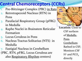 Central Chemoreceptors (CCRs)
1. Pre-Bötzinger Complex (PBC) in Rats
2. Retrotrapezoid Nucleus (RTN) in
Pons
3. Parafacial Respiratory Group (pFRG)
in Medulla
4. Raphe Nuclei in Brainstem Reticular
Formation
5. Locus Ceruleus in Pons
6. Nucleus Tractus Solitarius (NTS) in
Medulla
7. Fastigial Nucleus in Cerebellum
(PBC, RTN, pFRG, Locus Ceruleus are
also Respiratory Rhythm centers)
Location: Close to
CSF surfaces
of Medulla,
Pons,
Cerebellum;
Bathed in CSF;
Monitors CSF
H+ and PCO2
directly
 