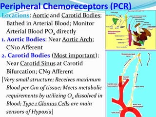 Peripheral Chemoreceptors (PCR)
Locations: Aortic and Carotid Bodies;
Bathed in Arterial Blood; Monitor
Arterial Blood PO2 directly
1. Aortic Bodies: Near Aortic Arch;
CN10 Afferent
2. Carotid Bodies (Most important):
Near Carotid Sinus at Carotid
Bifurcation; CN9 Afferent
[Very small structure; Receives maximum
Blood per Gm of tissue; Meets metabolic
requirements by utilizing O2 dissolved in
Blood; Type 1 Glomus Cells are main
sensors of Hypoxia]
 
